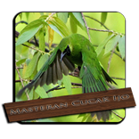 Suara Cucak Ijo Mini