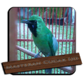 Suara Cucak Ijo Mp3