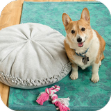 Dog Room Design simgesi