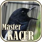 Suara Burung Kacer Master-icoon