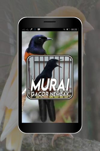 Master Burung Murai Gacor Nembak For Android Apk Download