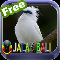 Suara Burung Kicau Jalak Bali Affiche