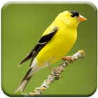 Icona Singing Goldfinch