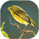 Master Kicau Burung Pleci APK