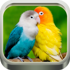 Kicau Burung Lovebird biểu tượng