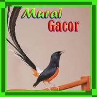 Master Murai Gacor Plakat