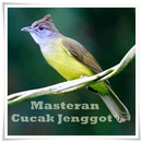 Masteran Cucak Jenggot APK