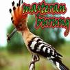 master birds mp3 APK