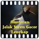 Masteran Jalak Suren Gacor APK