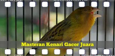 Masteran Kenari Gacor Juara