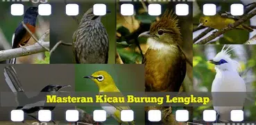 Masteran Kicau Burung Lengkap