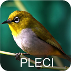 Masteran Juara Pleci Ngalas ícone