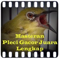Masteran Pleci Gacor Juara पोस्टर