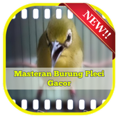 Masteran Burung Pleci Gacor For Android Apk Download