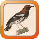 Masteran Burung Anis Kembang APK