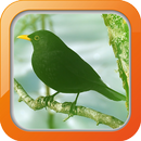 Masteran Burung Blackbird APK