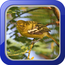 Masteran Burung Cipoh APK