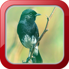 Masteran Burung Decu आइकन