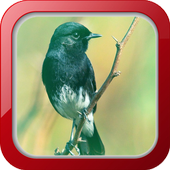 Masteran Burung Decu For Android Apk Download