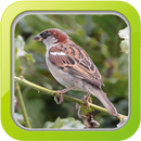 Masteran Burung Gereja APK