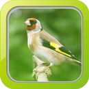 Masteran Burung Goldfinch APK