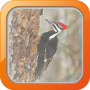 Masteran Burung Pelatuk APK