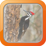 Masteran Burung Pelatuk