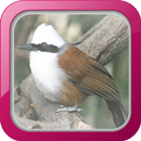 Suara Burung Poksay APK