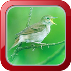 Masteran Burung Sikatan 아이콘