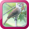 Masteran Burung Trucukan APK