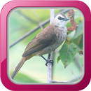 Masteran Burung Trucukan APK