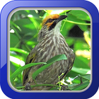 Masteran Burung Cucak Rowo-icoon