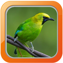 Masteran Cucak Rantai APK