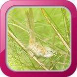 Masteran Kicau Ciblek Gunung