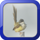 Kicau Burung Ciblek Rawa APK