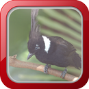 Masteran Burung Cililin APK