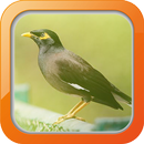Masteran Burung Jalak Nias APK