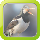 Masteran Jalak Suren APK
