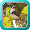 Masteran Kutilang Jambul APK