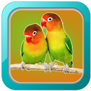 Masteran Burung Love Bird APK