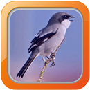 Masteran Pentet APK