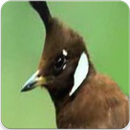 Suara Burung Cililin : Master Cililin Gacor Ngerol APK