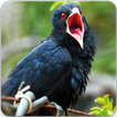 Suara Burung Tuwu Masteran: Tuwur Asian Koel Sound