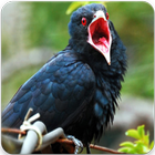 Suara Burung Tuwu Masteran: Tuwur Asian Koel Sound icône