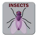 Insects Zeichen