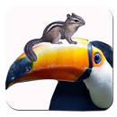 Birds and Rodents APK