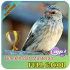 Masteran  kicau : burung blackthroat juara icon