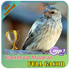 Masteran  kicau : burung blackthroat juara icône