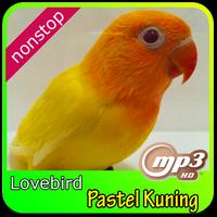 Masteran kicau love bird pastel kuning Affiche