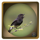 Full Masteran Decu Birds Chirping APK